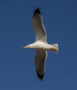 Low angle view of seagulls flying against blue sky