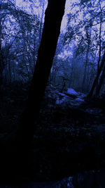 Silhouette trees in forest