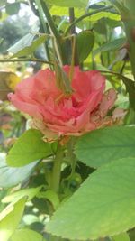 Close-up of pink flower blooming outdoors