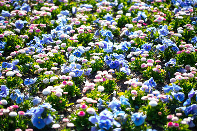 Close-up of purple flowering plants