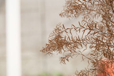 Close-up of plant against window during winter