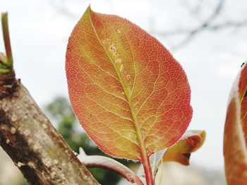 Close-up of maple leaves on tree during autumn
