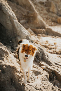 Dog standing on rock formation