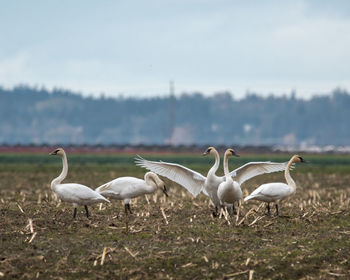 Birds on field against sky