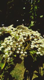 Close-up of flowers