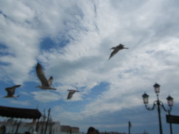 Low angle view of seagulls flying against sky