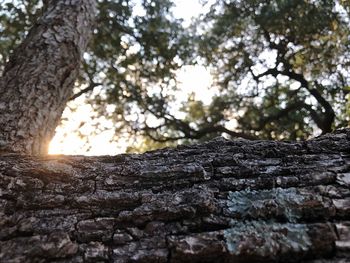 Low angle view of lichen on tree against sky