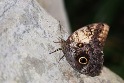 Close-up of butterfly on rock