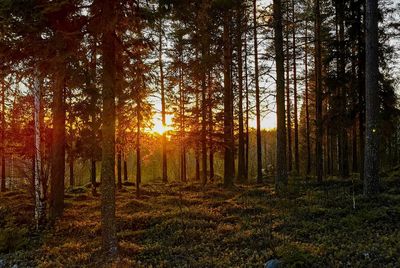 Trees in forest during autumn