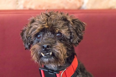 Close-up portrait of dog