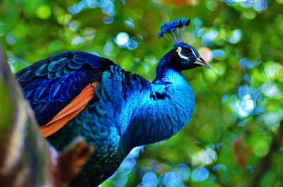 Low angle view of peacock perching on tree