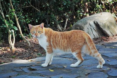 Cat in a forest