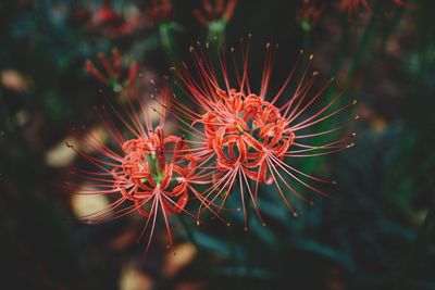 Directly above close-up of red flower