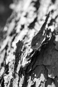 Close-up of lichen on tree trunk