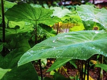 Close-up of wet plant leaves during rainy season