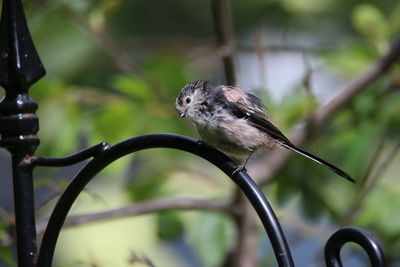 Close-up of long tailed tit perching on metal grate