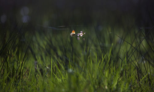 Close-up of insect on grass in field