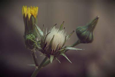 Close-up of flower against blurred background