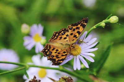 Close-up of butterfly pollinating on flower