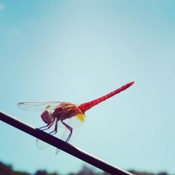 Close-up of insect