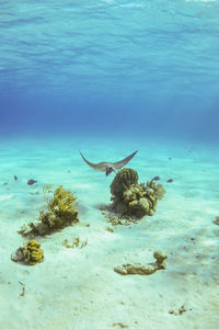 Eagle ray swimming away in caribbean