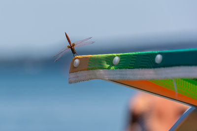 Close-up of insect