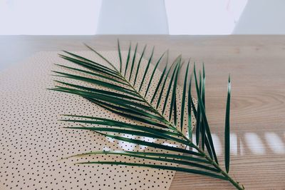 High angle view of palm leaf on table