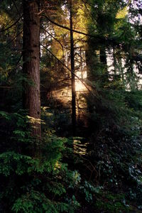 Trees in forest