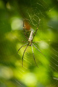 Close-up of spider and web