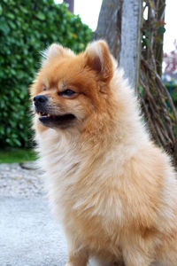 Close-up of sitting pomeranian dog looking away