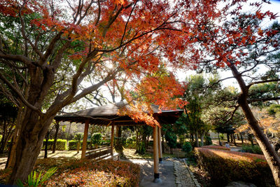 Trees in park