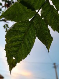 Close-up of leaves on tree against sky