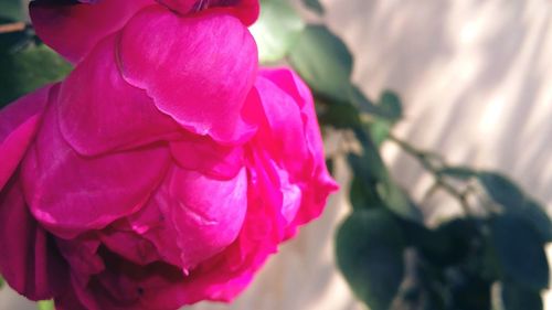 Close-up of pink flower blooming outdoors