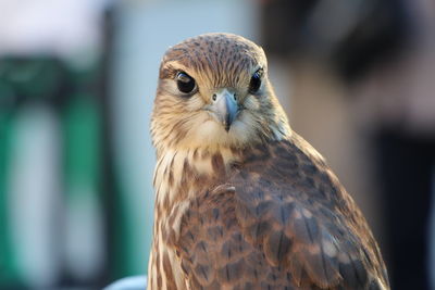 Close-up portrait of owl