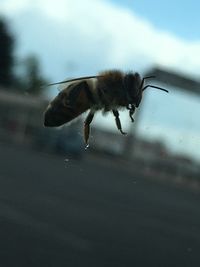 Close-up of insect against sky