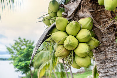 Close-up of fresh tropical coconuts on the tree of river sky bright atmosphere. healthy fruits 