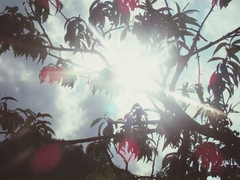 Low angle view of trees against sky