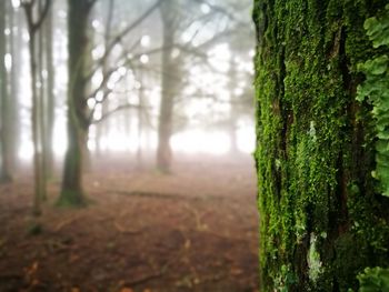Trees growing in forest