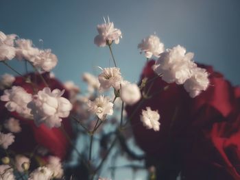 Close-up of cherry blossom