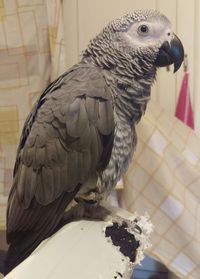 Close-up of owl perching on table