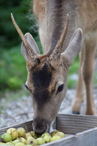 Beautiful stag eating apples 