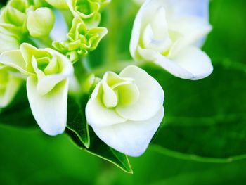 Close-up of white flowers blooming outdoors