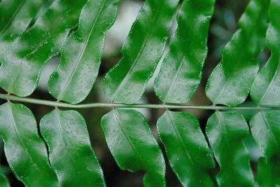 Full frame shot of leaf