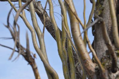 Low angle view of trees