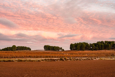 Scenic view of field against sky during sunset