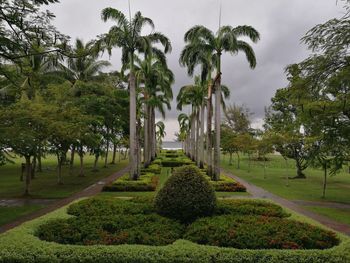 Trees in park against sky