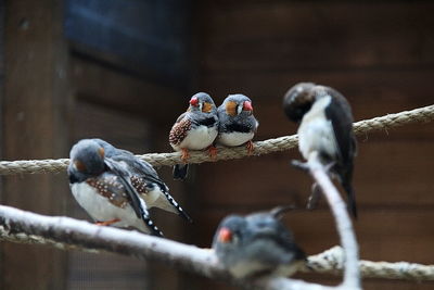 Low angle view of birds perching