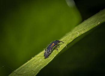 Close-up of insect on leaf