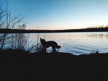 Silhouette dog on lake against sky during sunset
