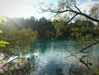 Plants growing by lake in forest against sky